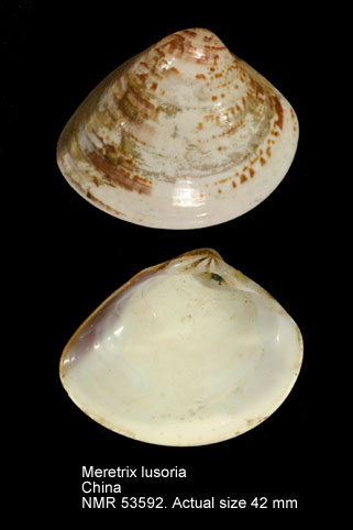 Meretrix lusoria.jpg - Meretrix lusoria(Röding,1798)